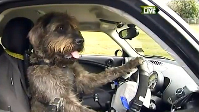 Собаку можно научить управлять автомобилем за два месяца