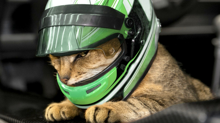 Гоночный шлем для кошки