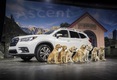 Внедорожник Subaru Ascent 2019 модельного года